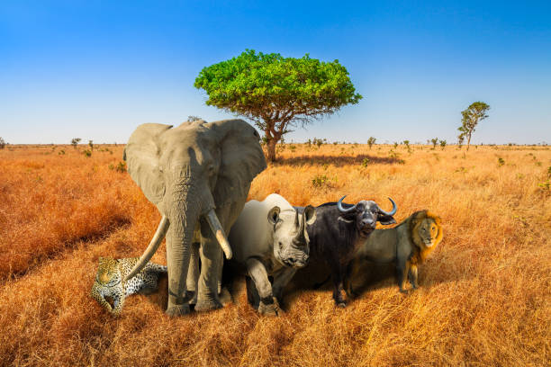 Big Five Safari Africa safari scene with wild animals. African Big Five: Leopard, Elephant, Black Rhino, Buffalo and Lion in savannah landscape. Copy space with blue sky. Wildlife background. serengeti elephant conservation stock pictures, royalty-free photos & images