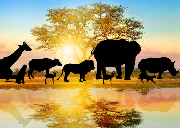 Silhouette of African Wildlife Silhouette of wild animals lined on african acacia tree background at sunrise light reflected on a pond. Serengeti wildlife area in Tanzania, Africa. African safari scene savannah landscape. Wallpaper serengeti elephant conservation stock pictures, royalty-free photos & images