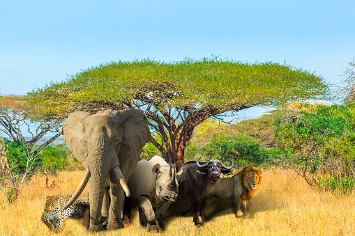 African acacia tree with Big Five: Leopard, Elephant, Black Rhino, Buffalo and Lion in savannah landscape. African safari scene with wild animals. Copy space with blue sky.