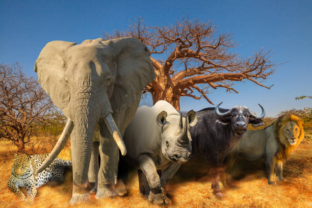 istock African animals and Baobab background 1086993816