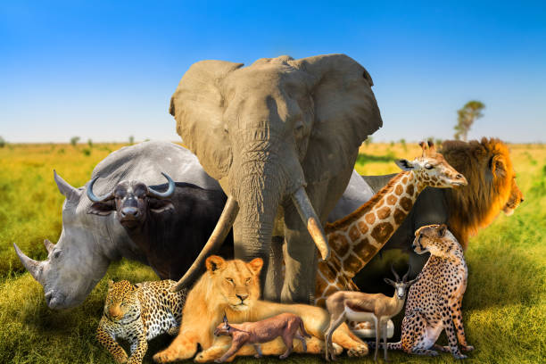 istock Wild african animals background 1086993822