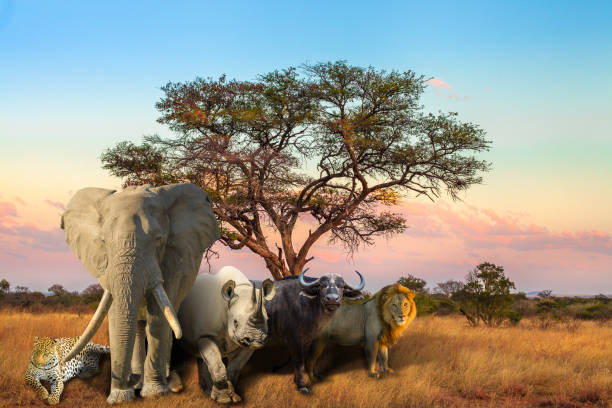 African Big Five sunset African Big Five: Leopard, Elephant, Black Rhino, Buffalo and Lion in savannah landscape at sunset light. Safari scene with wild animals. Wildlife background. serengeti elephant conservation stock pictures, royalty-free photos & images
