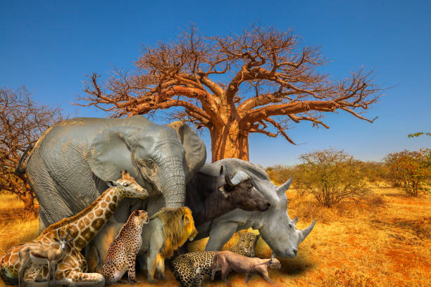 istock African animals and Baobab background 1086993830