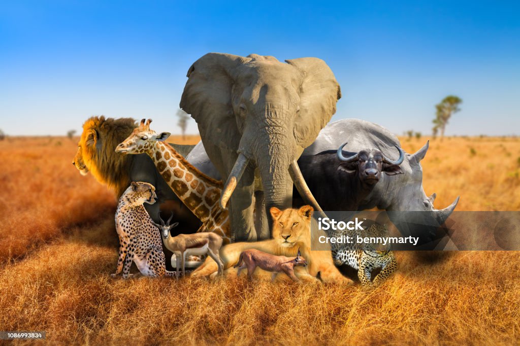 Wild African Animals Composition Stock Photo - Download Image Now - Large,  Number 5, Africa - iStock