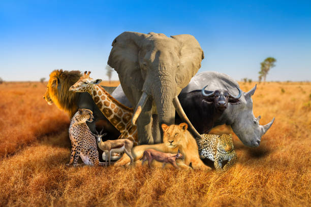Wild african animals composition Big Five and wild african animals composition on savannah nature bokeh background. Serengeti wildlife area in Tanzania, Africa. African safari scene landscape. Wallpaper background. Blue sky. serengeti elephant conservation stock pictures, royalty-free photos & images