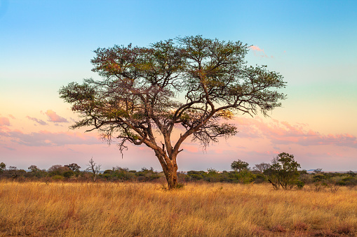 Fondo De Pantalla De La Sabana Africana Foto de stock y más banco de  imágenes de Parque Nacional Serengeti - Parque Nacional Serengeti, Puesta de  sol, Acacia - iStock
