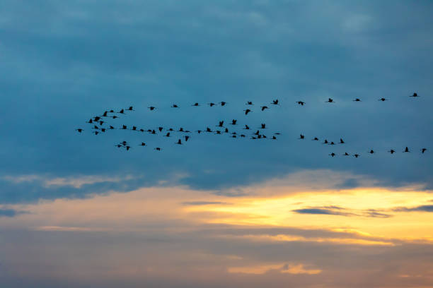 istock flying flock Common Crane, Hortobagy Hungary 1086997468