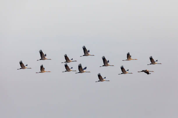 istock flying flock Common Crane, Hortobagy Hungary 1086997486