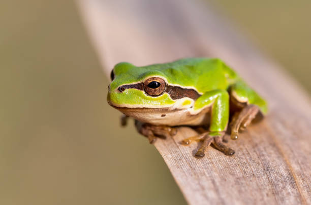 istock green tree frog Hortobagy, Hungary 1086997498
