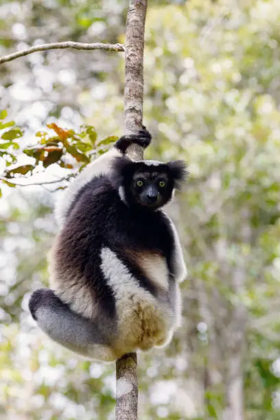 Lemur Indri (Indri indri), also called the babakoto, hanged on tree. Indri is the largest living lemur. Andasibe - Analamazaotra National Park, Madagascar wildlife