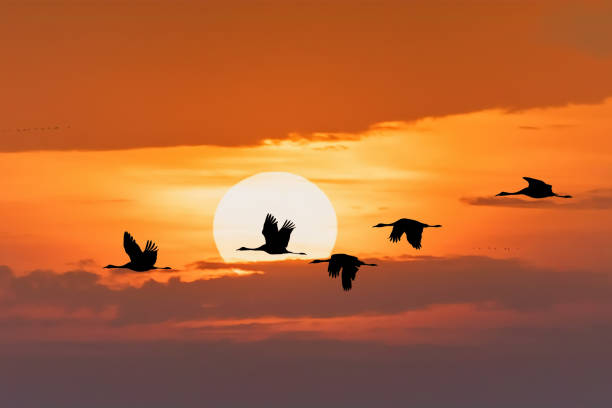 istock flying flock Common Crane, Hortobagy Hungary 1086997556