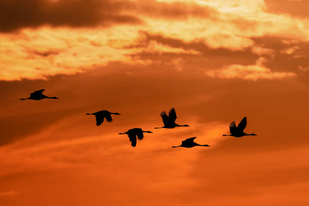 istock flying flock Common Crane, Hortobagy Hungary 1086997564
