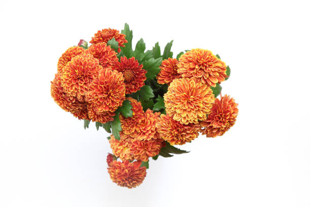 istock bouquet of chrysanthemum in a white background 1086999958