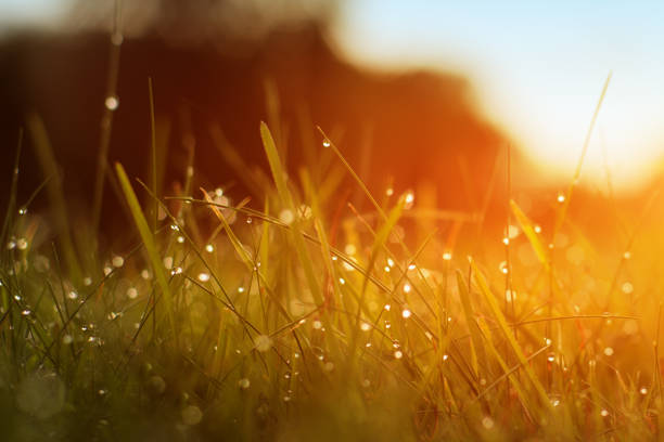 istock Grass. Fresh Green Spring Grass With Dew Drops Closeup. Sun. Soft Focus. Abstract Nature Background. Rice Plant At Sunset. 1087001212