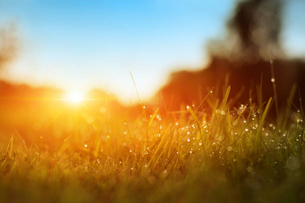 istock Grass. Fresh Green Spring Grass With Dew Drops Closeup. Sun. Soft Focus. Abstract Nature Background. Rice Plant At Sunset. 1087001216