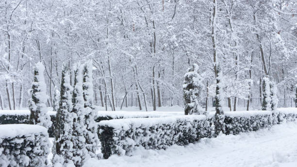 istock winter park with snow-covered plants on a cloudy day 1087003572