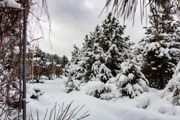 winter park with snow-covered plants on a cloudy Freezing day