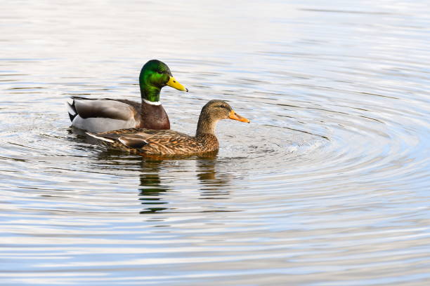 una natación de ánade real macho y hembra en un lago junto - pato macho fotografías e imágenes de stock