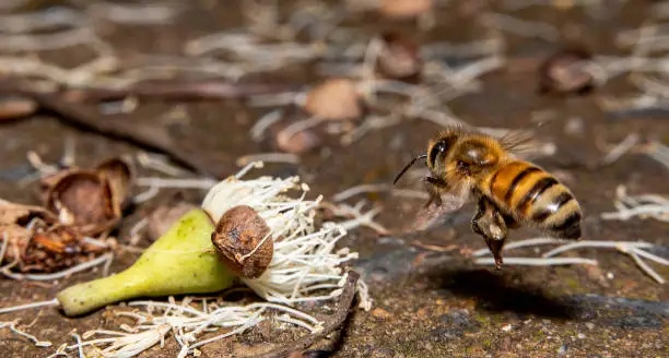 Honeybee flying towards a flower on the ground. Suspended/frozen in the air, side view shot