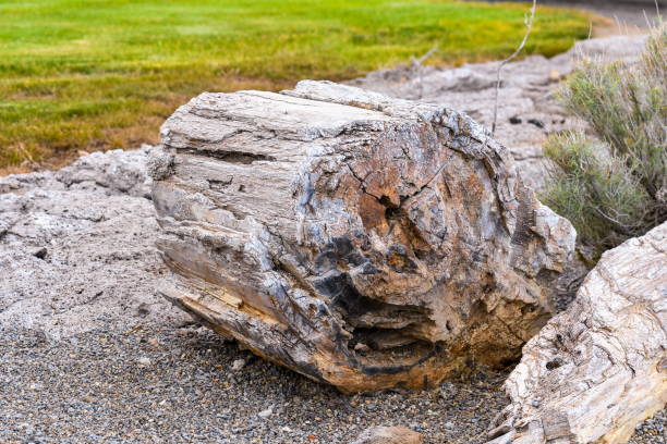 istock Ginkgo Petrified Forest State Park, Washington-USA 1087012090