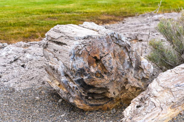 istock Ginkgo Petrified Forest State Park, Washington-USA 1087012092
