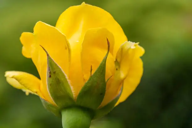 Yellow Rose blooming with Green Background