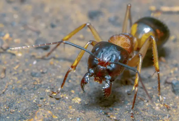Banded Sugar Ant macro shot. Scientific name: Camponotus consobrinus