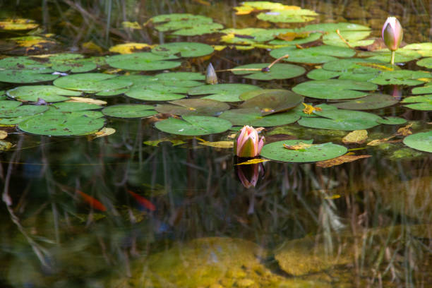water lilly in einem teich - lillypad lily water lily water stock-fotos und bilder