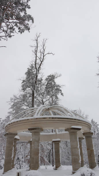 linda colunata no parque nevado, fresco da manhã bucha ucrânia inverno - forest colonnade tree old fashioned - fotografias e filmes do acervo