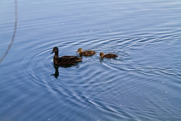 Thisjust hatched sweet duck dwells in the pond in Park \