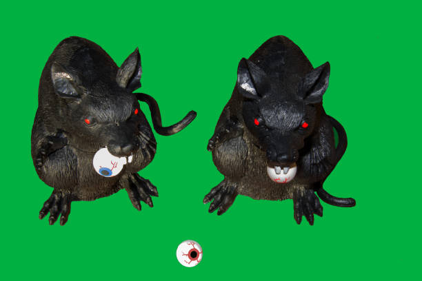 Two fake rats on a green screen background with eyeballs in there mouths.\