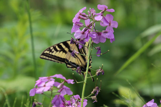 istock A monarch butterfly sitting on a pink flower