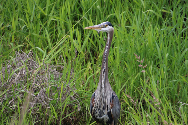 istock A great blue heron standing in a stagnant stream 