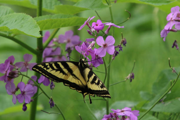 istock A monarch butterfly sitting on a pink flower