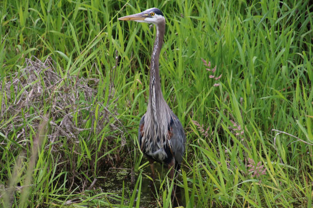 istock A great blue heron standing in a stagnant stream 