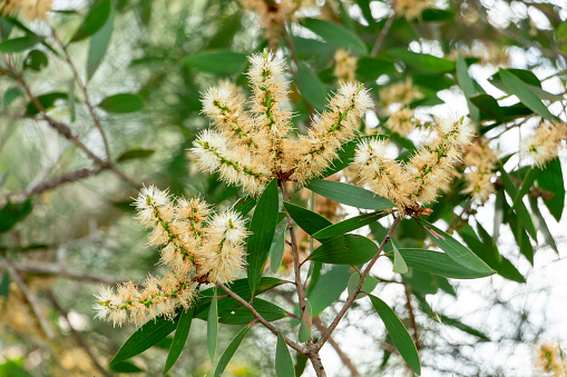 Cream colored flowers of a paperbark tree