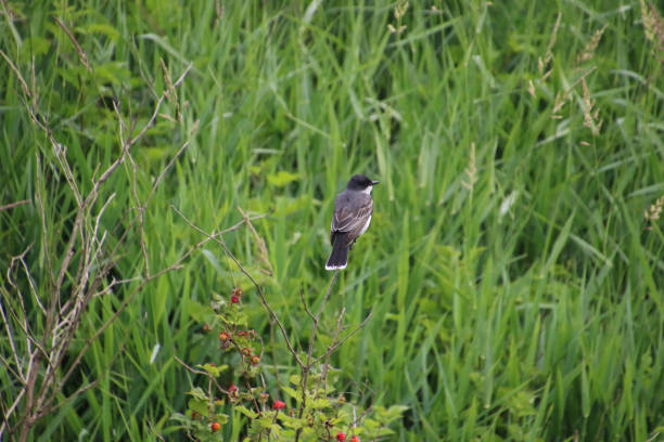 istock An eastern kingbird perched on the bare branch