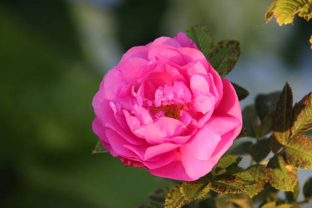 istock A rose bloom on a bush with green and red leaves 