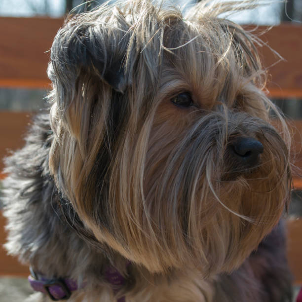 istock Cute yorkshire terrier sitting on a bench outdoor. 1087025304