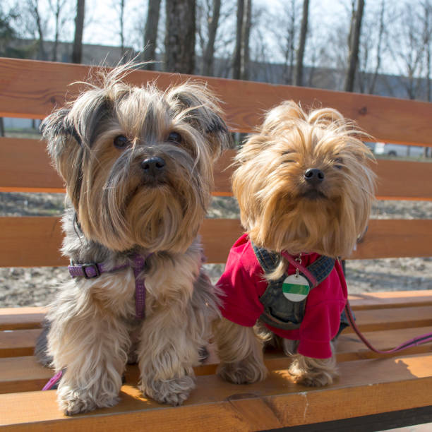 istock Two cute yorkshire terriers sitting on a bench outdoor. 1087025550