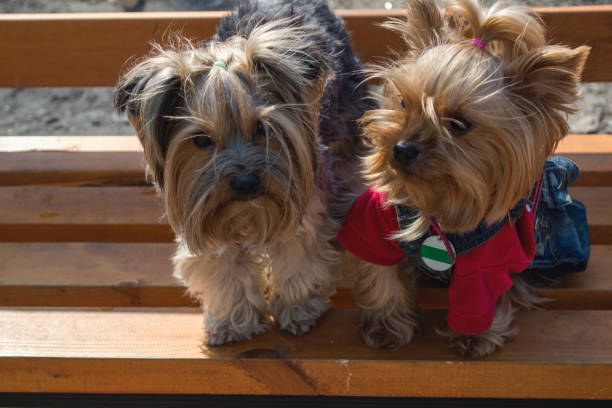 istock Two cute yorkshire terriers sitting on a bench outdoor. 1087025602