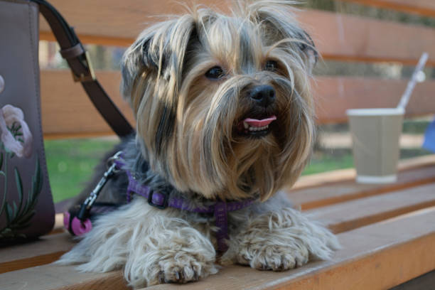 istock Adorable yorkshire terrier laying on a brown bench. 1087025614