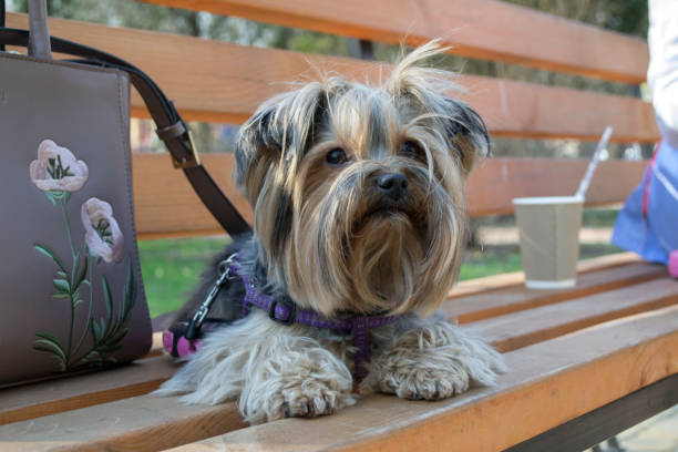 istock Adorable yorkshire terrier laying on a brown bench. 1087025658