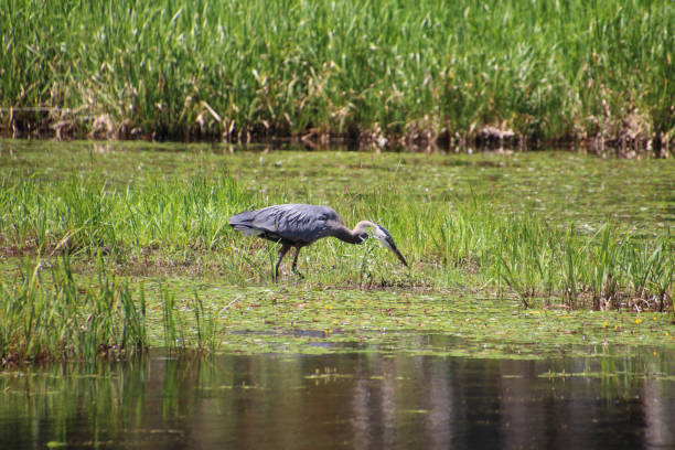 istock A great blue heron on the left of the frame