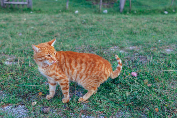 istock Beautiful red cat playing on green grass. 1087025868