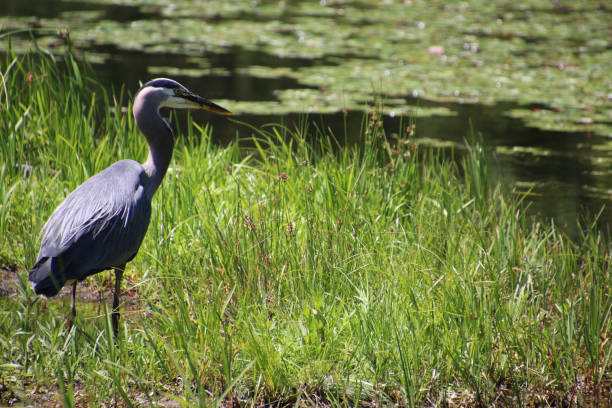 istock A great blue heron on the left of the frame