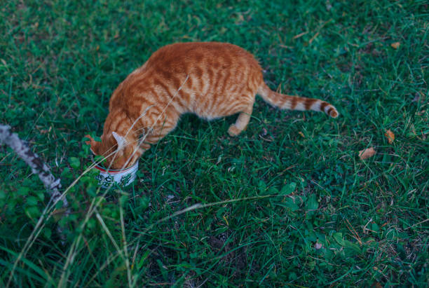 istock Beautiful red cat eating on green grass. 1087026006