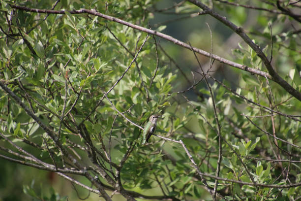 istock A Anna's hummingbird perched on a bare tree branch