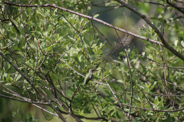 istock A Anna's hummingbird perched on a bare tree branch