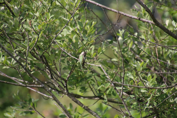 istock A Anna's hummingbird perched on a bare tree branch